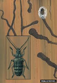 Attēlu rezultāti vaicājumam “Rhagium inquisitor”