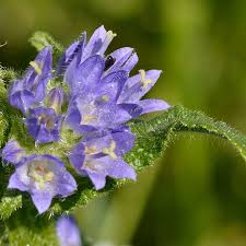 Attēlu rezultāti vaicājumam “Campanula cervicaria bud”