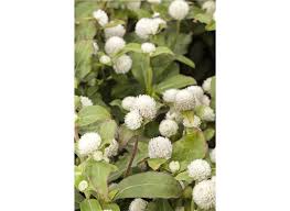 Image result for Kugelamarant