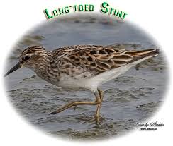 Image result for Calidris subminuta