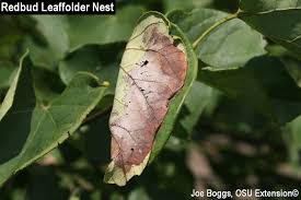 Attēlu rezultāti vaicājumam “Oenothera rubricauli bud”