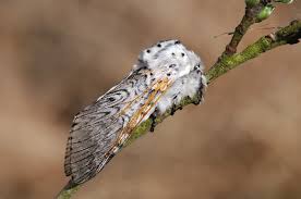 Attēlu rezultāti vaicājumam “Cerura vinula imago”