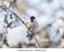 Attēlu rezultāti vaicājumam “Poecile montanus adult”