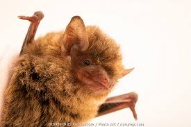 Attēlu rezultāti vaicājumam “Pipistrellus pygmaeus”