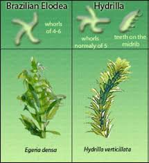 Attēlu rezultāti vaicājumam “Hydrilla verticillata”