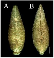 Attēlu rezultāti vaicājumam “Hirudinea”