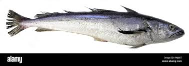 Image result for Merluccius merluccius