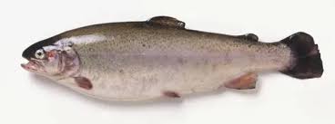 Image result for Salvelinus namaycush