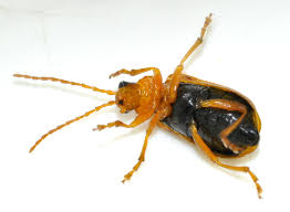 Attēlu rezultāti vaicājumam “Phyllobrotica quadrimaculata”