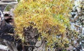 Attēlu rezultāti vaicājumam “Tortula truncata”