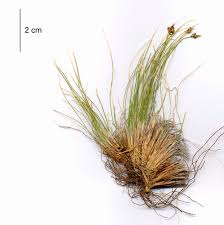 Attēlu rezultāti vaicājumam “Carex scandinavica”