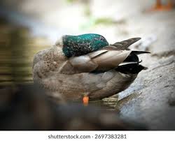 Attēlu rezultāti vaicājumam “Anas platyrhynchos male”