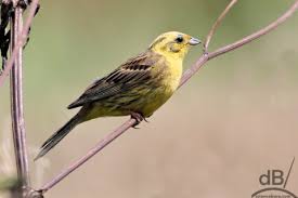 Attēlu rezultāti vaicājumam “Emberiza citrinella male”