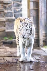 Afbeeldingsresultaat voor tijgers