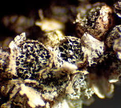 Attēlu rezultāti vaicājumam “Badhamia lilacina sessile”