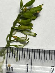 Attēlu rezultāti vaicājumam “Rorippa palustris fruit”