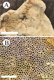 Attēlu rezultāti vaicājumam “Cinereomyces lindbladii”