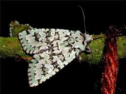 Attēlu rezultāti vaicājumam “Griposia aprilina”