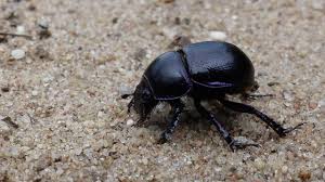 Attēlu rezultāti vaicājumam “Geotrupes”