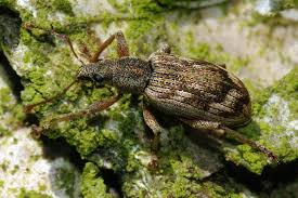 Attēlu rezultāti vaicājumam “Polydrusus tereticollis”