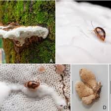 Attēlu rezultāti vaicājumam “Scaphisoma sp.”