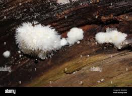 Attēlu rezultāti vaicājumam “Postia ptychogaster”