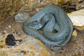 Attēlu rezultāti vaicājumam “Natrix natrix”