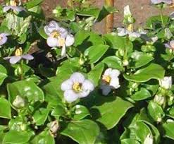 Image result for Exacum affine