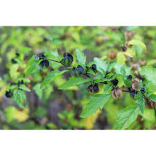 Attēlu rezultāti vaicājumam “Nicandra physalodes fruit”
