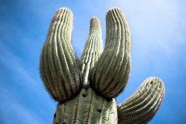 Attēlu rezultāti vaicājumam “Tortella inclinata”