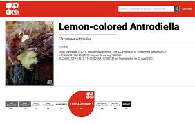 Attēlu rezultāti vaicājumam “Flaviporus citrinellus”