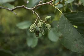 Attēlu rezultāti vaicājumam “Alnus glutinosa fruit”