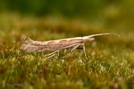 Attēlu rezultāti vaicājumam “Plutella xylostella”