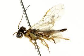 Attēlu rezultāti vaicājumam “Acantholyda posticalis”