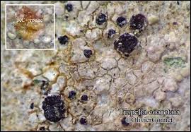 Attēlu rezultāti vaicājumam “Trapelia coarctata”