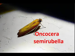 Attēlu rezultāti vaicājumam “Oncocera semirubella”