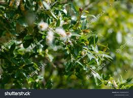 Attēlu rezultāti vaicājumam “Salix pentandra fruit”