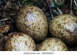 Attēlu rezultāti vaicājumam “Scolopax rusticola nest”