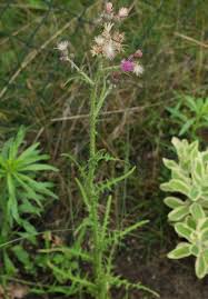 Attēlu rezultāti vaicājumam “Cirsium palustre flower”
