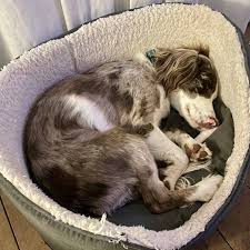 Image result for Epping Archers