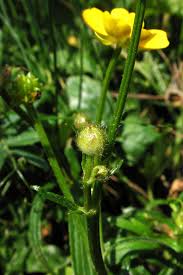 Attēlu rezultāti vaicājumam “Ranunculus polyanthemos”