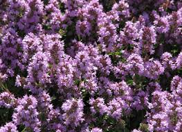 Attēlu rezultāti vaicājumam “Thymus pulegioides flower”