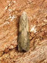 Attēlu rezultāti vaicājumam “Aphomia sociella female”