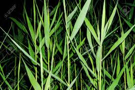 Attēlu rezultāti vaicājumam “Typha latifolia leaf”