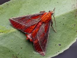 Attēlu rezultāti vaicājumam “Drepanidae”