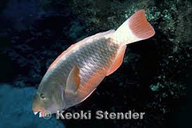 Image result for Chlorurus perspicillatus