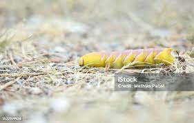 Attēlu rezultāti vaicājumam “Sphinx ligustri larva”