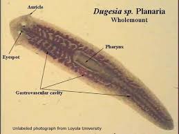 Attēlu rezultāti vaicājumam “Plathelminthes”