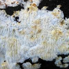 Attēlu rezultāti vaicājumam “Dentipellis fragilis”