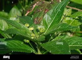 Attēlu rezultāti vaicājumam “Mercurialis perennis bud”